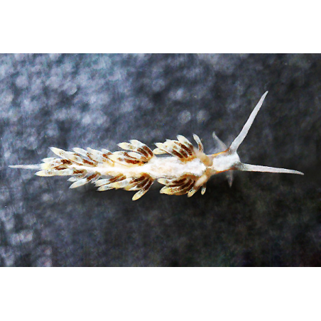 Berghia Verrucicornis