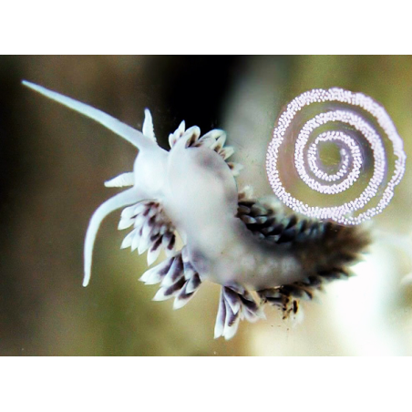 Berghia Verrucicornis