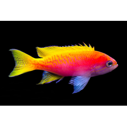 Pseudanthias Bimaculatus