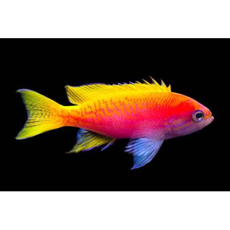 Pseudanthias Bimaculatus