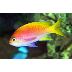 Pseudanthias Bimaculatus