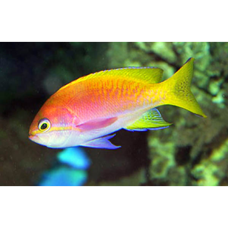 Pseudanthias Bimaculatus