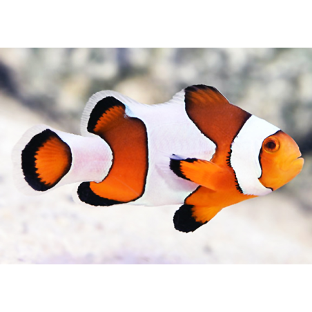 Amphiprion Ocellaris 'Royal Fancy White'