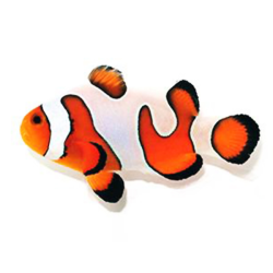 Amphiprion Ocellaris 'Royal Fancy White'