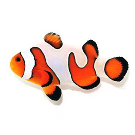 Amphiprion Ocellaris 'Royal Fancy White'