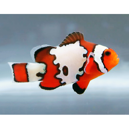Amphiprion Ocellaris 'Snowflake'