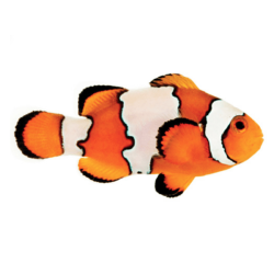 Amphiprion Ocellaris 'Snowflake'