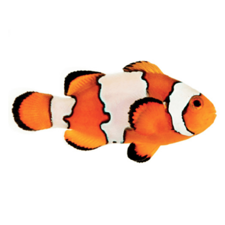Amphiprion Ocellaris 'Snowflake'