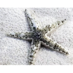 Archaster Typicus