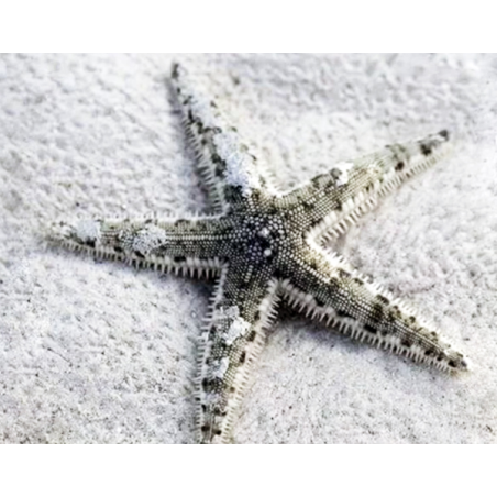 Archaster Typicus