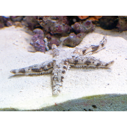 Archaster Typicus