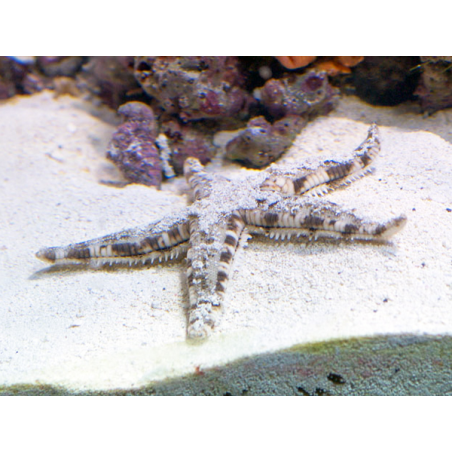 Archaster Typicus