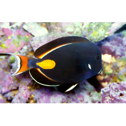 ACANTHURUS ACHILLES
