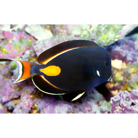 ACANTHURUS ACHILLES