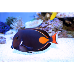 Acanthurus Achilles