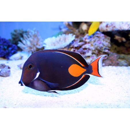 Acanthurus Achilles