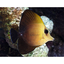 Zebrasoma Scopas