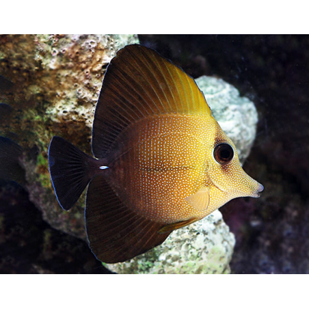 Zebrasoma Scopas