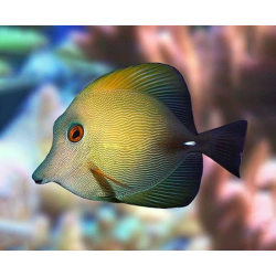 Zebrasoma Scopas
