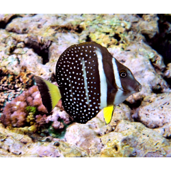 Acanthurus Guttatus
