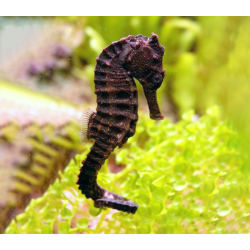 Hippocampus Kuda - COPPIA