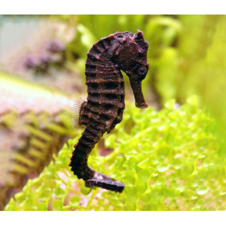 Hippocampus Kuda - COPPIA