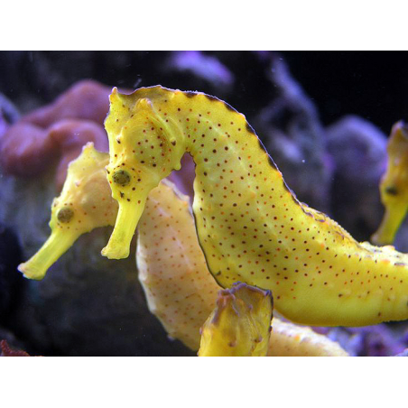 Hippocampus Kuda - COPPIA