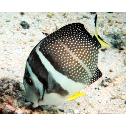 Acanthurus Guttatus