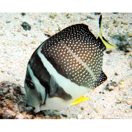 Acanthurus Guttatus