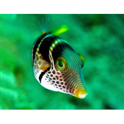 Canthigaster Valentini
