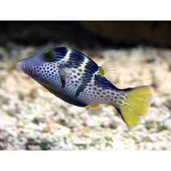 Canthigaster Valentini