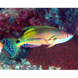 Cirrhilabrus Exquisitus