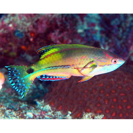Cirrhilabrus Exquisitus