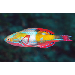 Cirrhilabrus Exquisitus