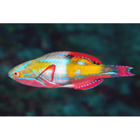 Cirrhilabrus Exquisitus