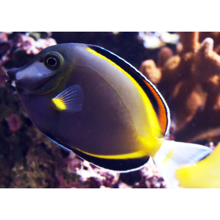 Acanthurus Japonicus