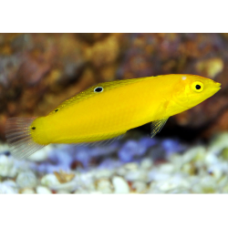 Halichoeres Chrysus