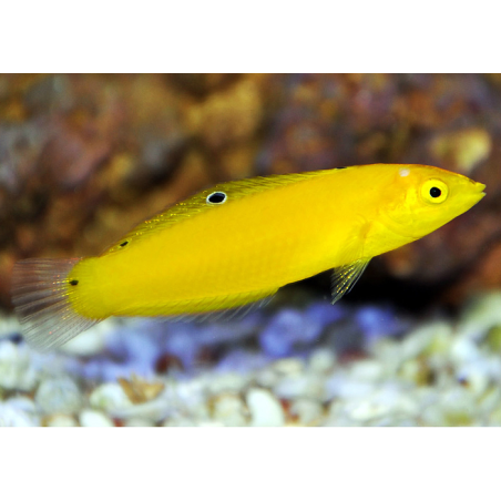 Halichoeres Chrysus
