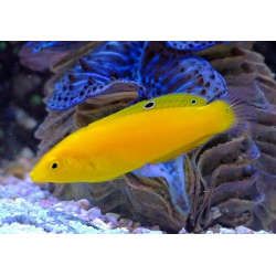 Halichoeres Chrysus