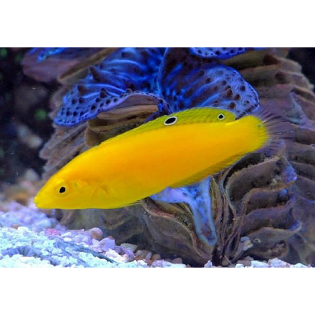 Halichoeres Chrysus
