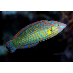 Halichoeres Melanurus