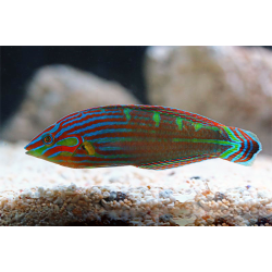 Halichoeres Melanurus