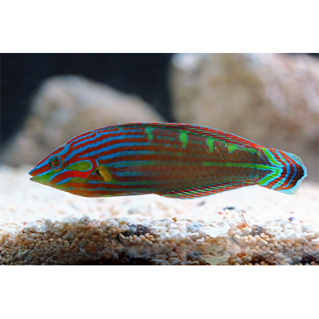 Halichoeres Melanurus