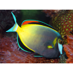 Acanthurus Japonicus