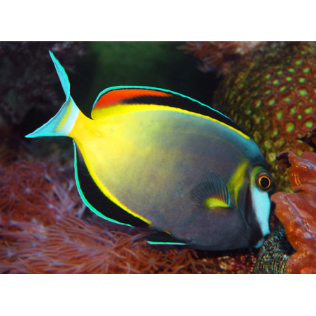 Acanthurus Japonicus