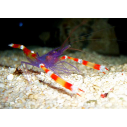 Stenopus Tenuirostris