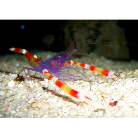 Stenopus Tenuirostris