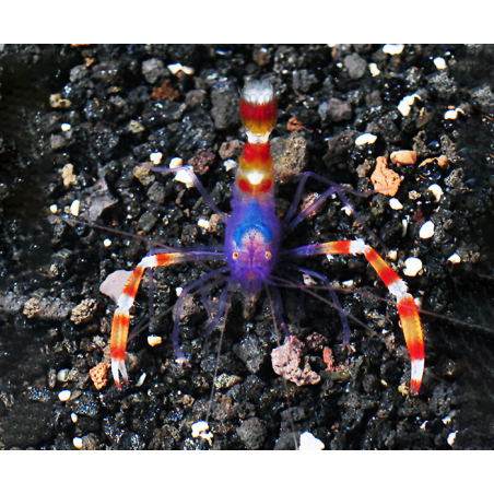 Stenopus Tenuirostris