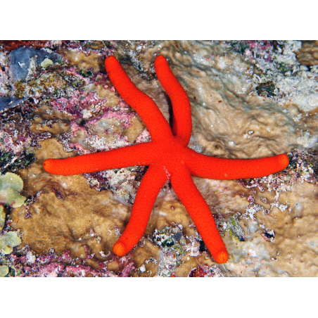 Echinaster Luzonicus