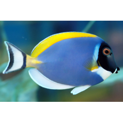 Acanthurus Leucosternon